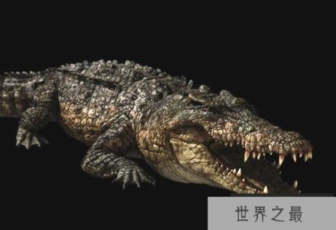 世界上十大最凶猛的史前动物 风神翼龙(体型庞大)