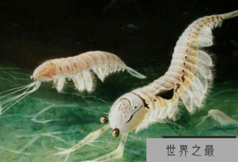 世界上十大最凶猛的史前动物 风神翼龙(体型庞大)