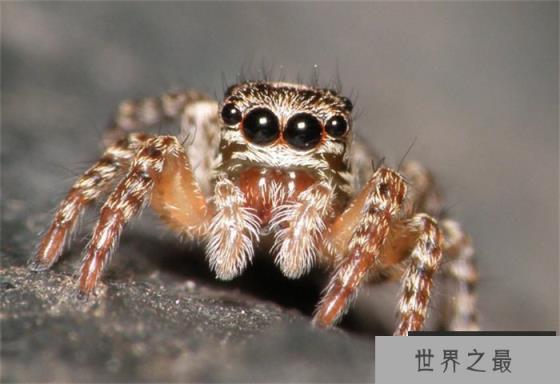 世界十大跳的最高的动物 跳蚤可跳400米高(跳跃能力好)