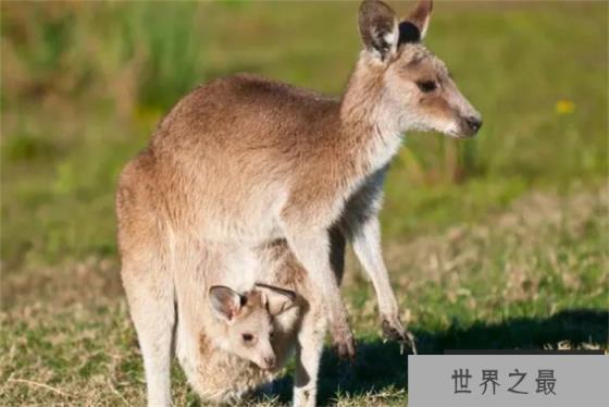 世界十大跳的最高的动物 跳蚤可跳400米高(跳跃能力好)