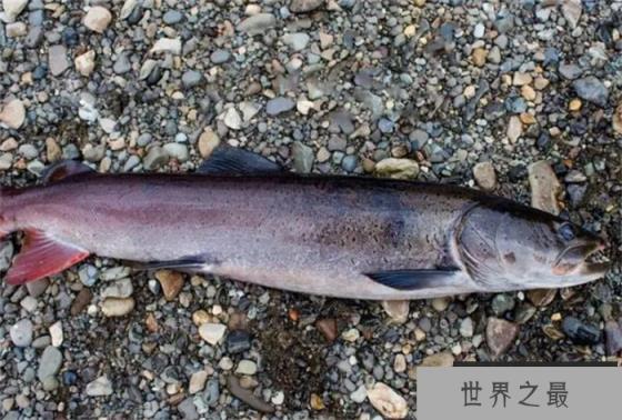 世界十大淡水凶猛鱼 亚马逊鲇鱼体型较大(较为凶猛)