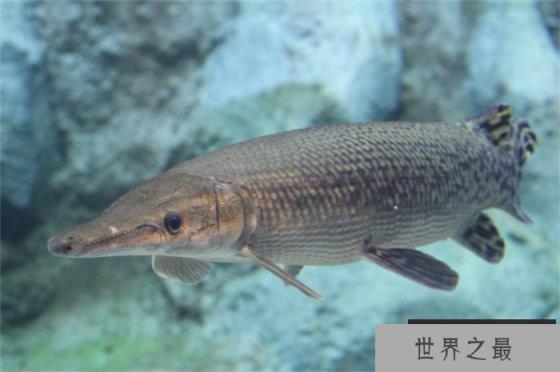 世界十大淡水凶猛鱼 亚马逊鲇鱼体型较大(较为凶猛)
