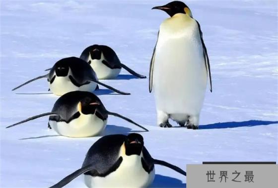 世界上十大最可爱的动物 大熊猫是中国国宝(憨态可掬)