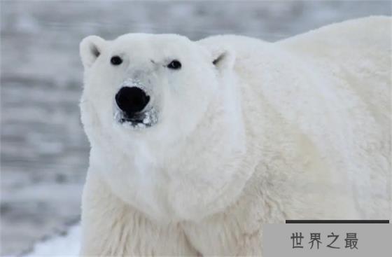 世界上十大最可爱的动物 大熊猫是中国国宝(憨态可掬)