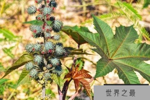 世界十大危险植物 坏女人花有毒性的草(产于墨西哥)