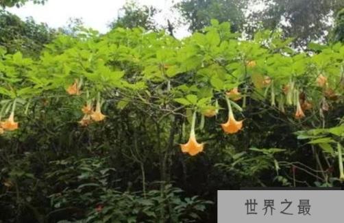 世界十大危险植物 坏女人花有毒性的草(产于墨西哥)