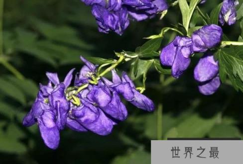 世界十大危险植物 坏女人花有毒性的草(产于墨西哥)