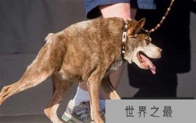 世界上最丑的犬种，卡西莫多犬没有脖子