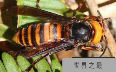 世界上最大的马蜂，其体长达到6厘米