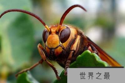 世界上最大的马蜂，其体长达到6厘米