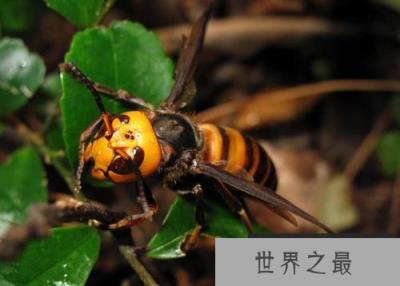 世界上最大的马蜂，其体长达到6厘米