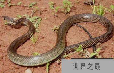 世界上最胆小的蛇,灰鼠蛇见人就跑 世界上最胆小的蛇,灰鼠蛇见人就跑