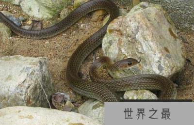 世界上最胆小的蛇,灰鼠蛇见人就跑 世界上最胆小的蛇,灰鼠蛇见人就跑