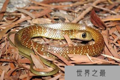 世界上最胆小的蛇,灰鼠蛇见人就跑 世界上最胆小的蛇,灰鼠蛇见人就跑