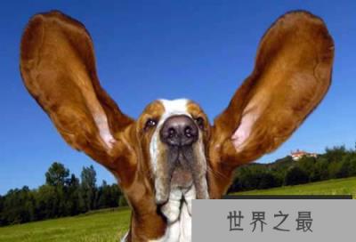 世界上耳朵最长的狗，两朵长度皆超过34厘米