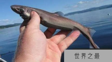 世界上最弱的鲨鱼，体长仅有30厘米