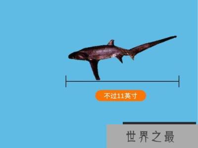 世界上最弱的鲨鱼，体长仅有30厘米