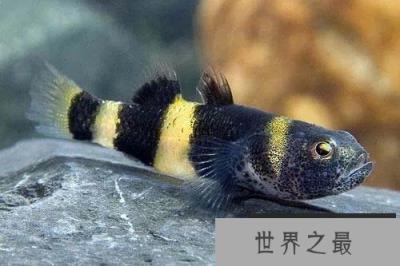 世界上最小的观赏鱼，体长仅7.9毫米