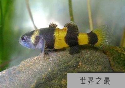 世界上最小的观赏鱼，体长仅7.9毫米