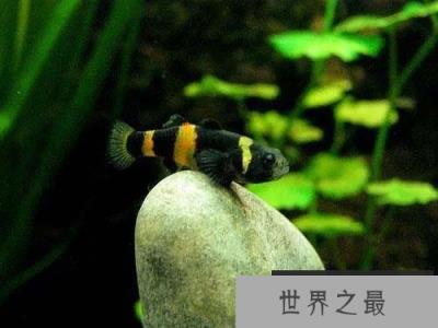 世界上最小的观赏鱼，体长仅7.9毫米