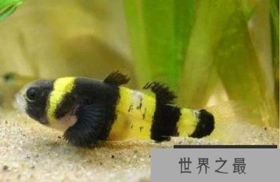 世界上最小的观赏鱼，体长仅7.9毫米