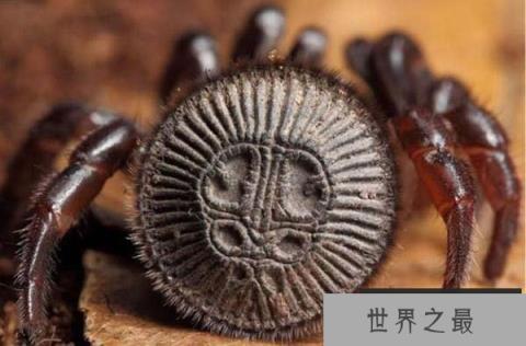 世界上最稀有的蜘蛛，里氏盘蜘蛛外形似铜钱