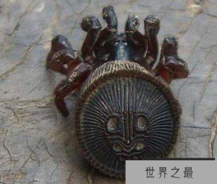 世界上最稀有的蜘蛛，里氏盘蜘蛛外形似铜钱