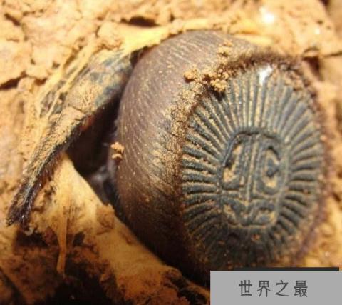 世界上最稀有的蜘蛛，里氏盘蜘蛛外形似铜钱