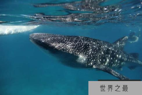 世界上最重的鲨鱼，鲸鲨体长可达20米以上