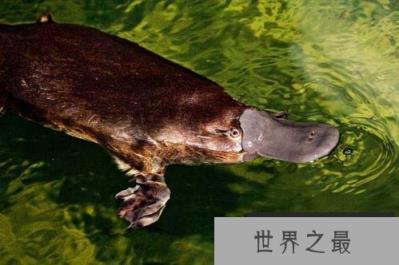 世界上最古老的哺乳动物，鸭嘴兽