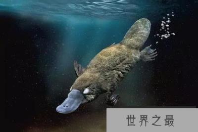 世界上最古老的哺乳动物，鸭嘴兽