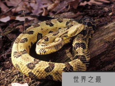 北美唯一的响尾蛇——木纹响尾蛇