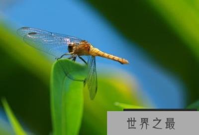 世界上速度最快的昆虫，澳洲蜻蜓时速达58千米