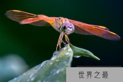 世界上速度最快的昆虫，澳洲蜻蜓时速达58千米