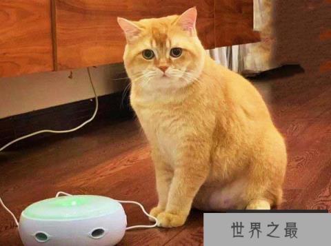 十大常见的宠物猫排行榜，波斯猫上榜