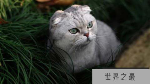 十大常见的宠物猫排行榜，波斯猫上榜