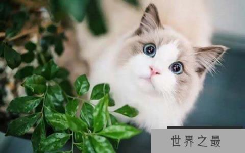 十大常见的宠物猫排行榜，波斯猫上榜