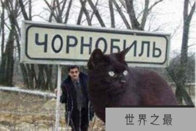 世界第一巨猫，乌克兰巨猫Angie重726斤