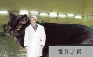 世界第一巨猫，乌克兰巨猫Angie重726斤