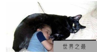 世界第一巨猫，乌克兰巨猫Angie重726斤