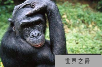 世界上最聪明的动物排名前十，第一名黑猩猩