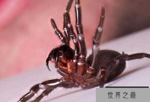 世界上毒性最强的蜘蛛,见到千万要躲开! 世界上毒性最强的蜘蛛,见到千万要躲开!
