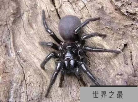 世界上毒性最强的蜘蛛,见到千万要躲开! 世界上毒性最强的蜘蛛,见到千万要躲开!