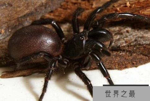 世界上毒性最强的蜘蛛,见到千万要躲开! 世界上毒性最强的蜘蛛,见到千万要躲开!