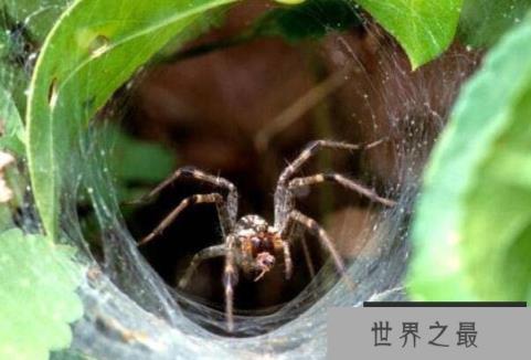世界上毒性最强的蜘蛛,见到千万要躲开! 世界上毒性最强的蜘蛛,见到千万要躲开!