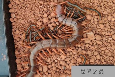 世界上毒性最强的蜈蚣，哈氏蜈蚣体长可达33cm