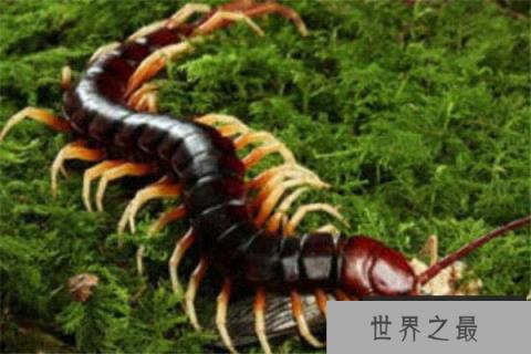 世界上毒性最强的蜈蚣，哈氏蜈蚣体长可达33cm