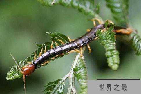 世界上毒性最强的蜈蚣，哈氏蜈蚣体长可达33cm