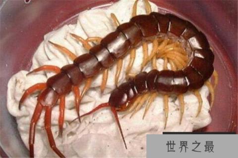 世界上毒性最强的蜈蚣，哈氏蜈蚣体长可达33cm