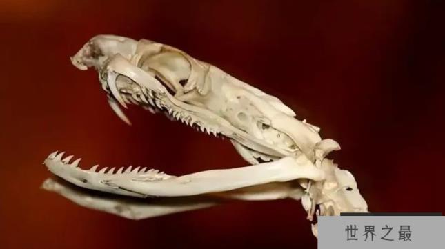 作为现存最大的毒蛇，眼镜王蛇究竟有没有天敌？